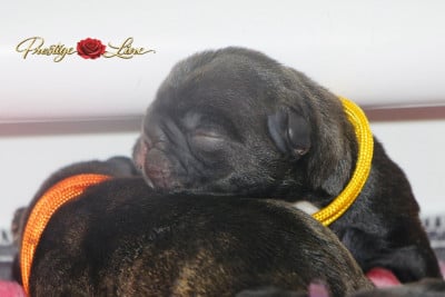 Les chiots de Bouledogue français