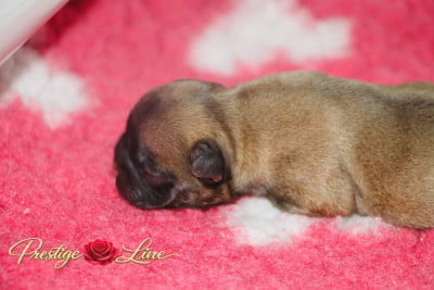 Les chiots de Bouledogue français