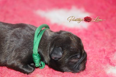 Les chiots de Bouledogue français