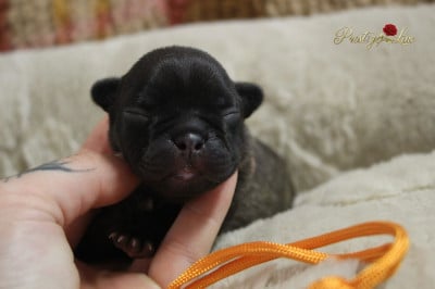 Les chiots de Bouledogue français