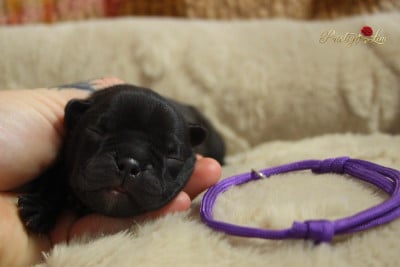 Les chiots de Bouledogue français