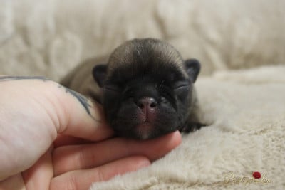 Les chiots de Bouledogue français