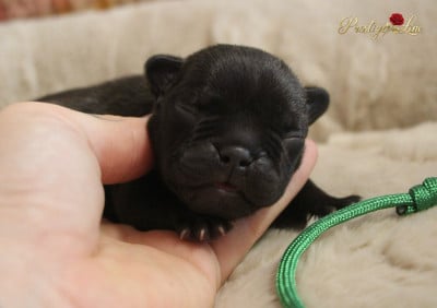 Les chiots de Bouledogue français