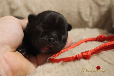 Les chiots de Bouledogue français