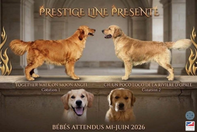 Les chiots de Golden Retriever