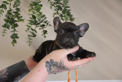 Les chiots de Bouledogue français