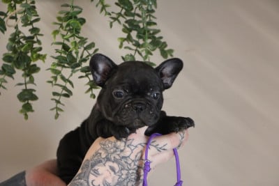 Les chiots de Bouledogue français