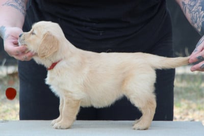 Les chiots de Golden Retriever