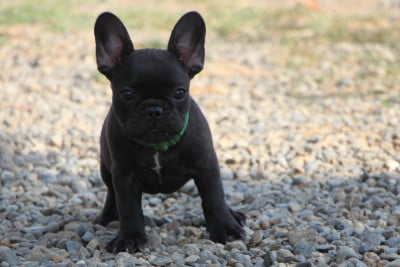 Les chiots de Bouledogue français