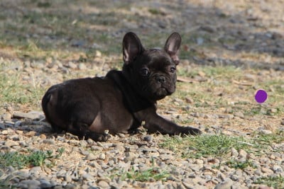 Les chiots de Bouledogue français