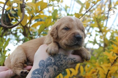 Les chiots de Golden Retriever