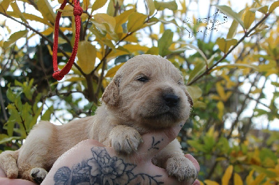 Les chiots de Golden Retriever