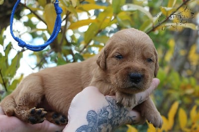 Les chiots de Golden Retriever