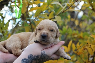 Les chiots de Golden Retriever