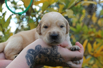 Les chiots de Golden Retriever