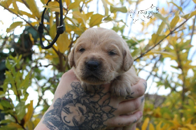 Les chiots de Golden Retriever