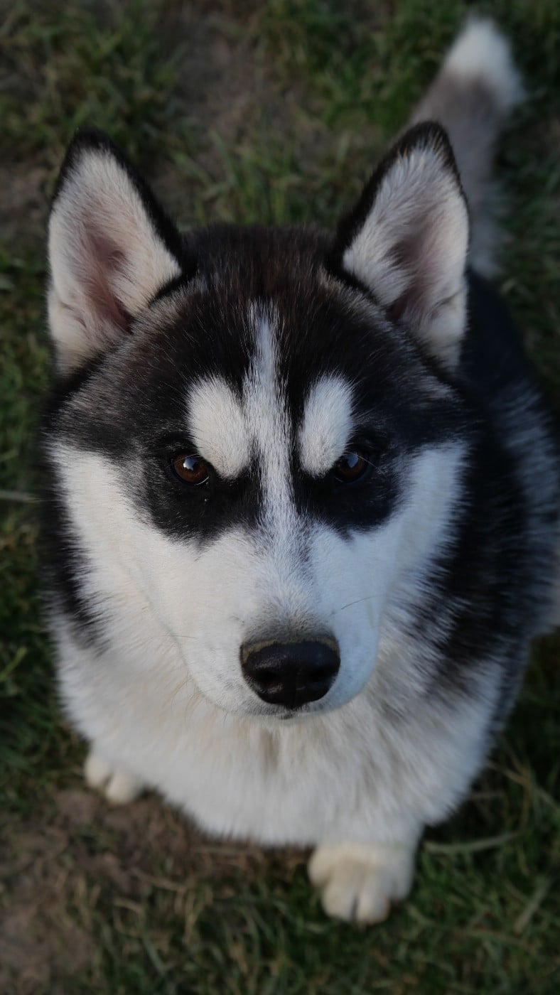 Siberian Husky - Du Royaume De L'Etoile Bleue
