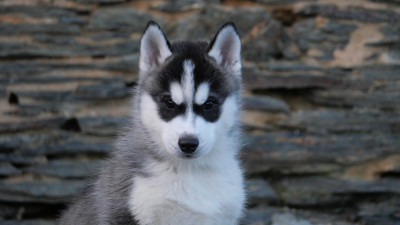 Les chiots de Siberian Husky