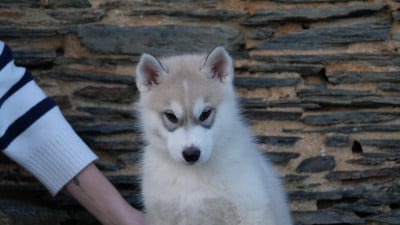 Les chiots de Siberian Husky
