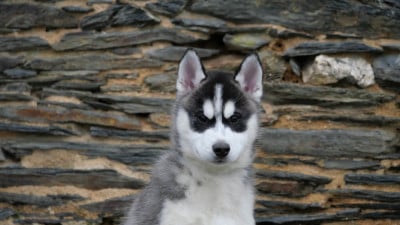 Les chiots de Siberian Husky
