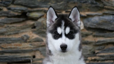 Les chiots de Siberian Husky