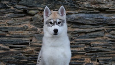 Les chiots de Siberian Husky