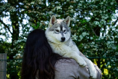 Les chiots de Siberian Husky