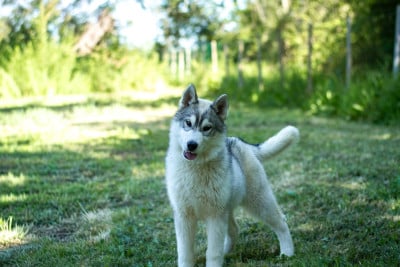 Les chiots de Siberian Husky