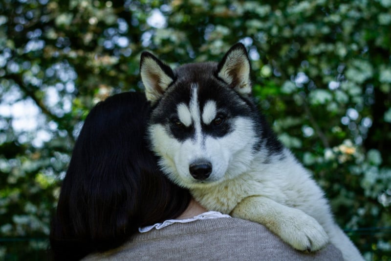 Siberian Husky - Du Royaume De L'Etoile Bleue