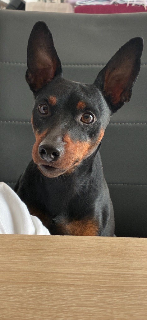 CH. grand viza Edelmar