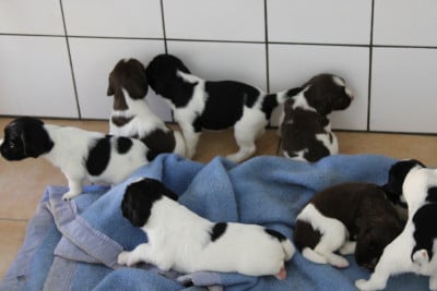 English Springer Spaniel