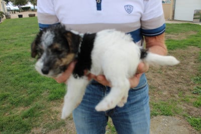 Les chiots de Fox Terrier Poil Dur