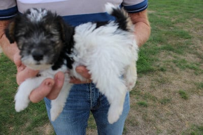 Les chiots de Fox Terrier Poil Dur