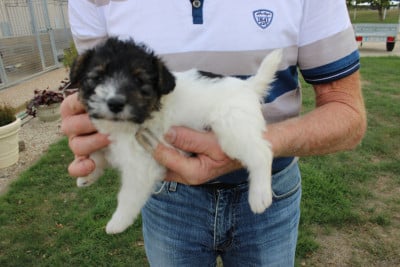 Les chiots de Fox Terrier Poil Dur