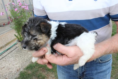 Les chiots de Fox Terrier Poil Dur