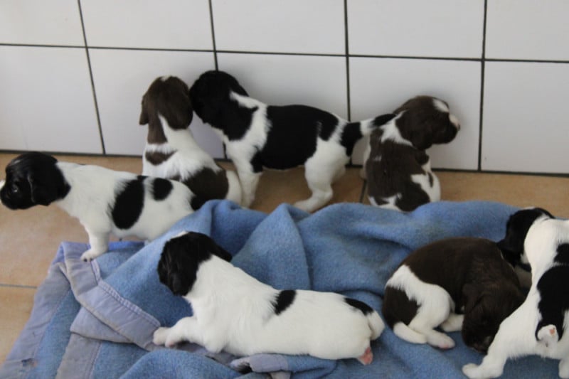 English Springer Spaniel - Des Plaines Panielloises