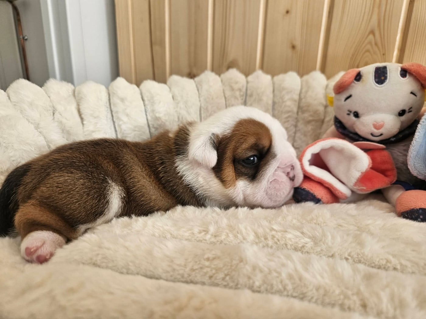 Bouba - Bulldog Anglais