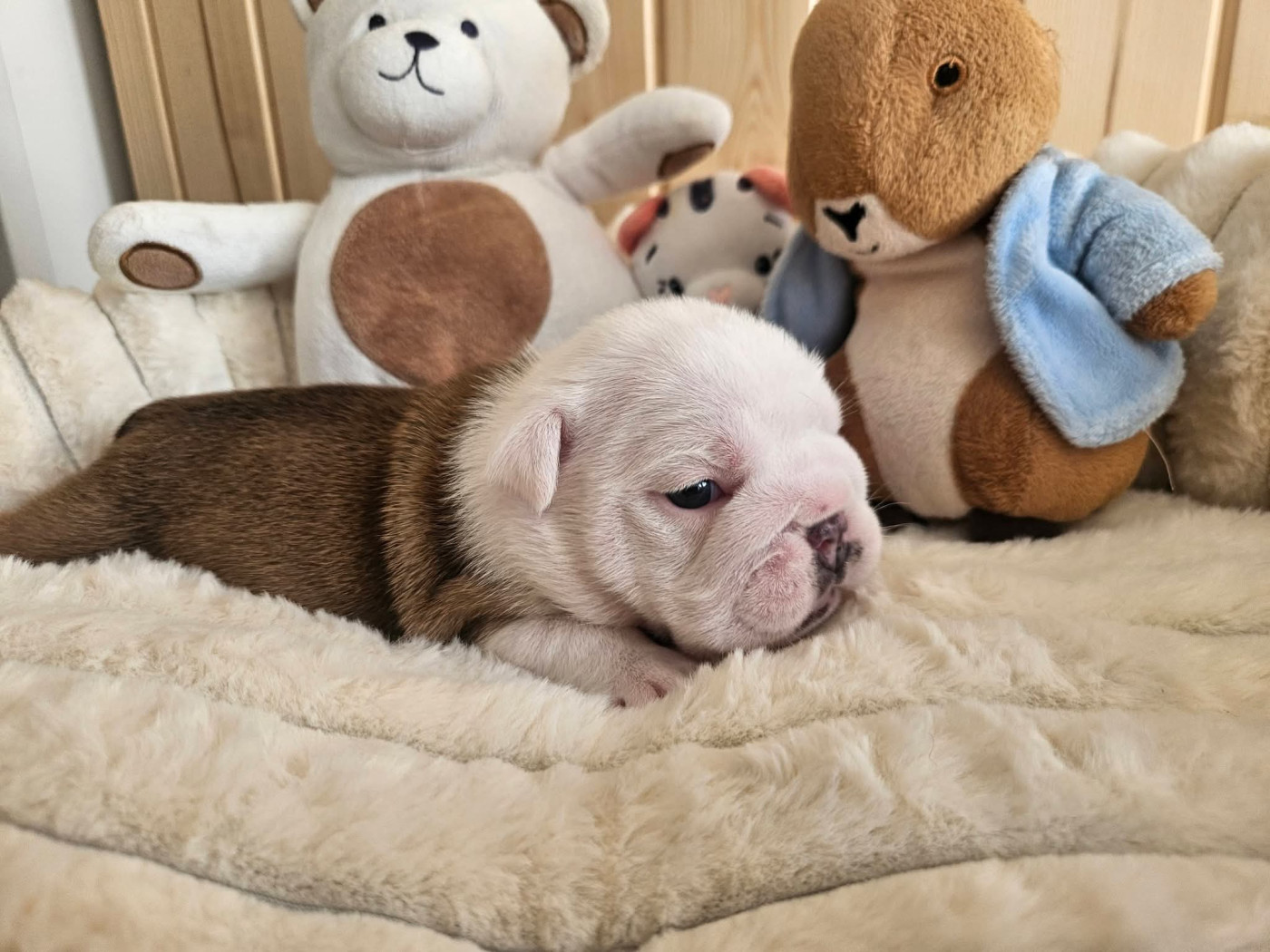 Bunny - Bulldog Anglais