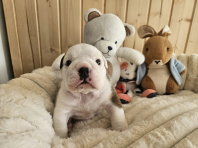 Balthazar - Bulldog Anglais