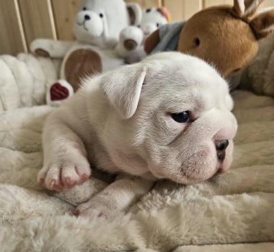 Bulldog Anglais