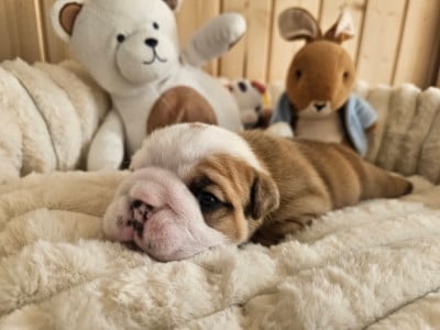 Les chiots de Bulldog Anglais