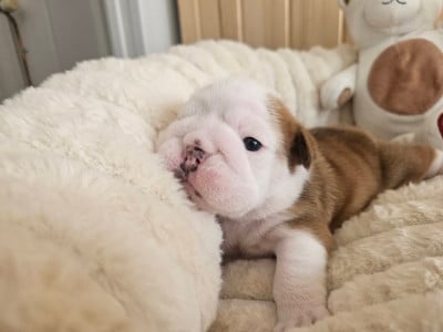 Les chiots de Bulldog Anglais