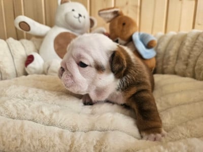 Les chiots de Bulldog Anglais