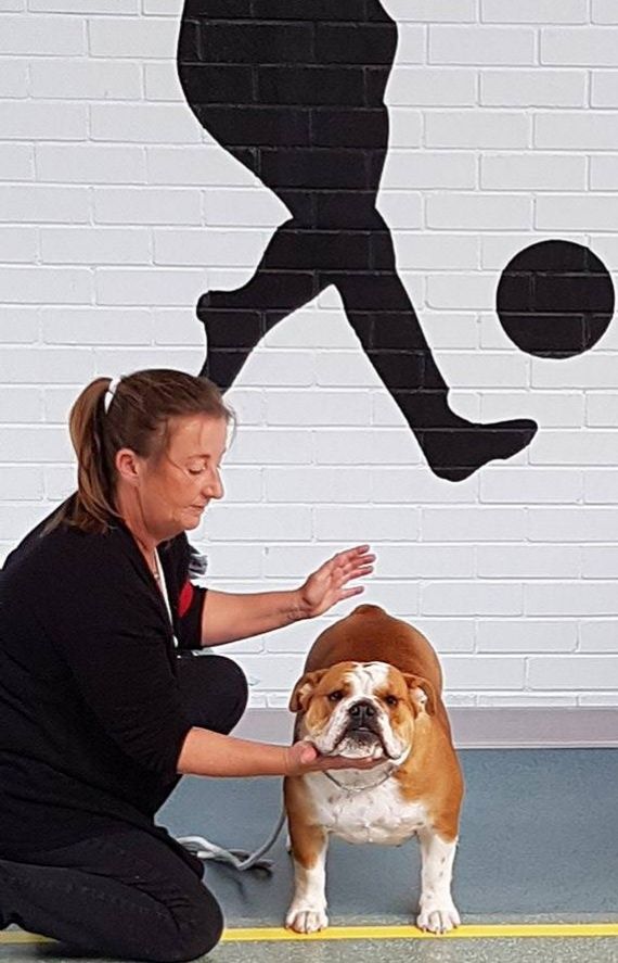 Molly Tan'rei Bulls - Excellent