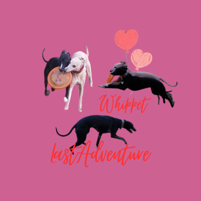 Last Adventure