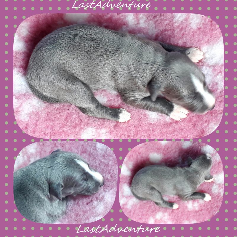 PERKY Option (Ralphie)