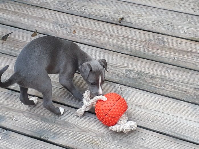 PERKY Option (Ralphie)