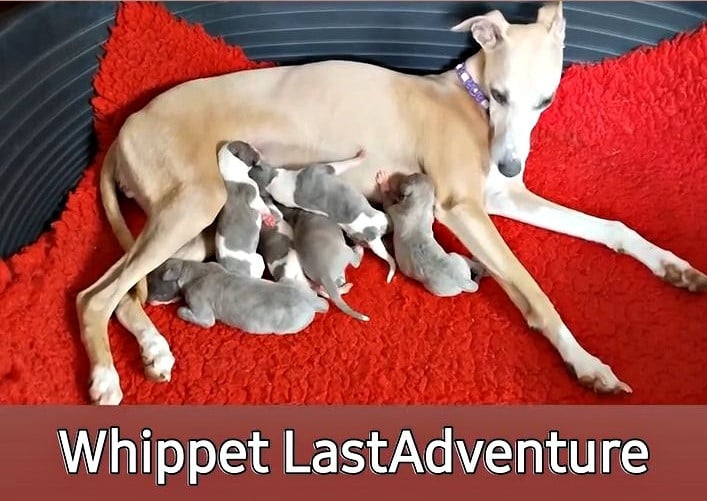 Whippet - Last Adventure