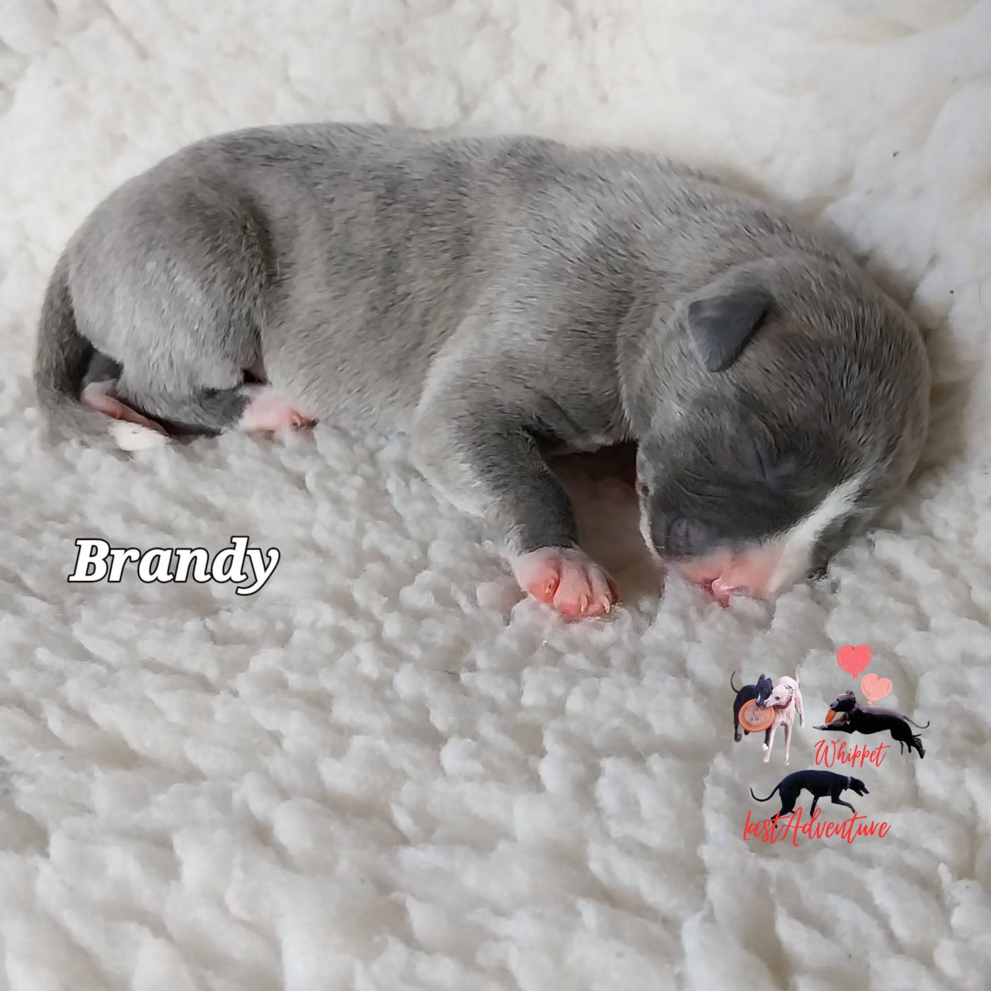 Brandy (Bulle)
