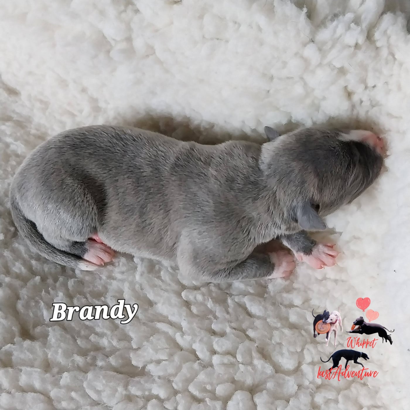Brandy (Bulle)